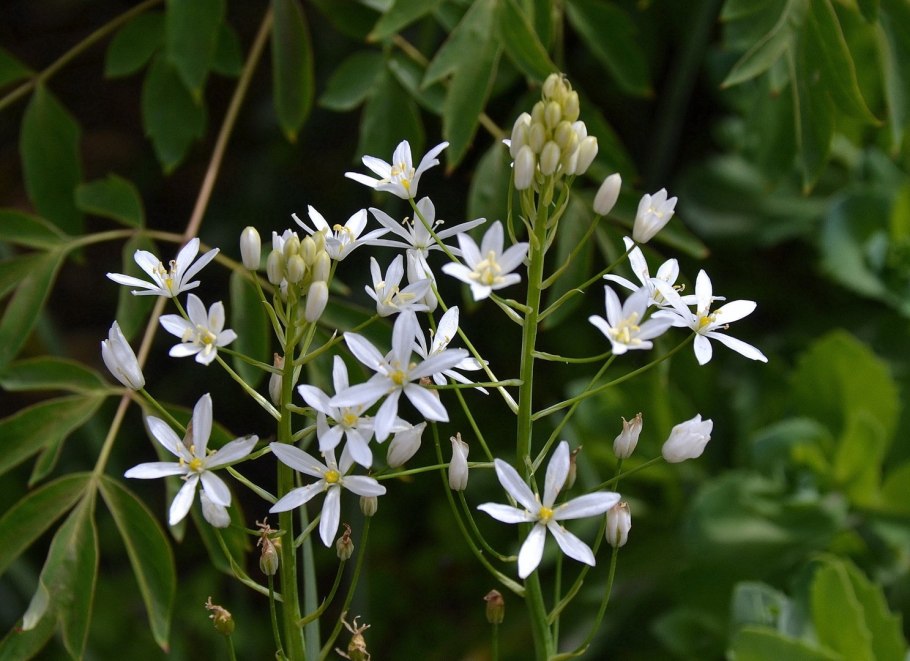 Венечник развесистый