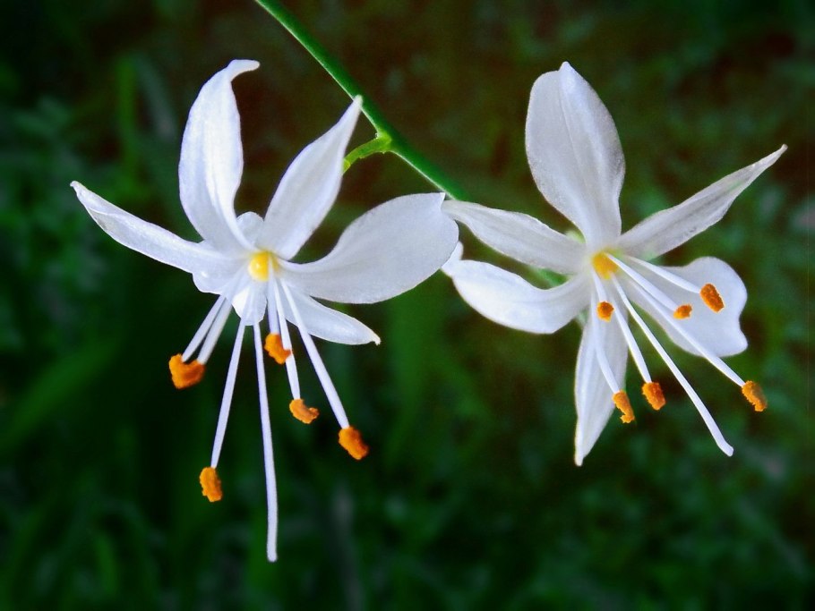 Антерикум (Венечник)