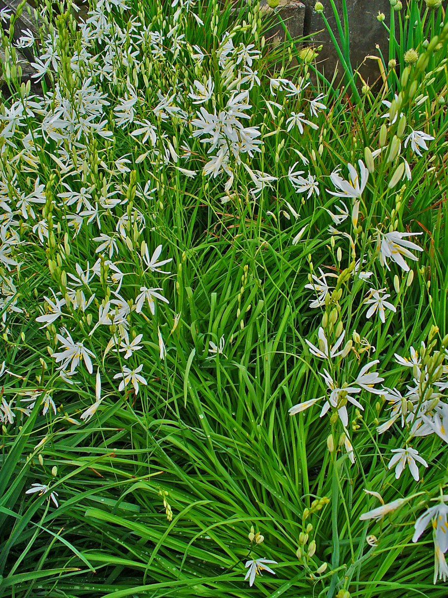 Камассия лейхтлина альба