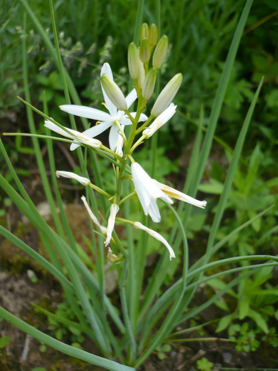 Венечник белый