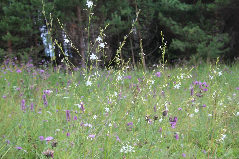 Венечник ветвистый anthericum ramosum