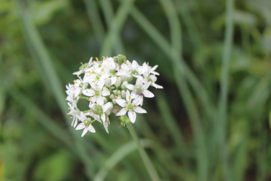 Венечник фото растения