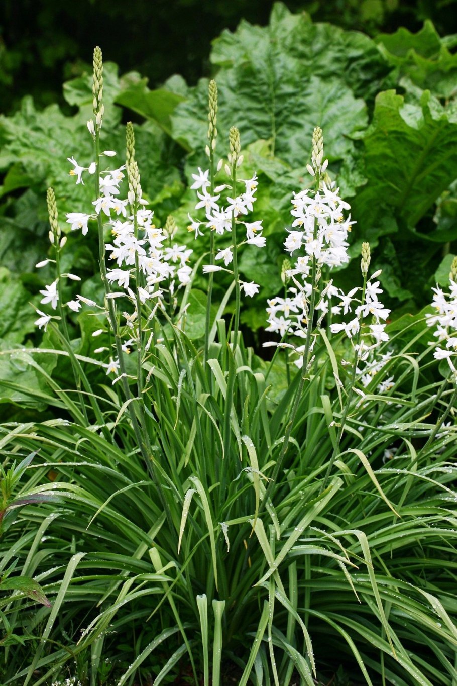 Paradisea lusitanica