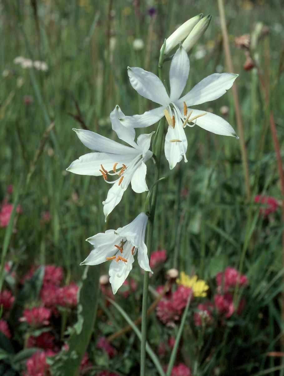 Лилиаго Ботанический рисунок