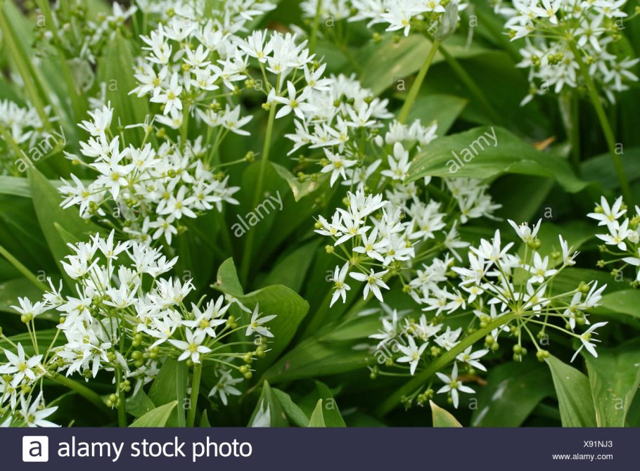 Allium ursinum