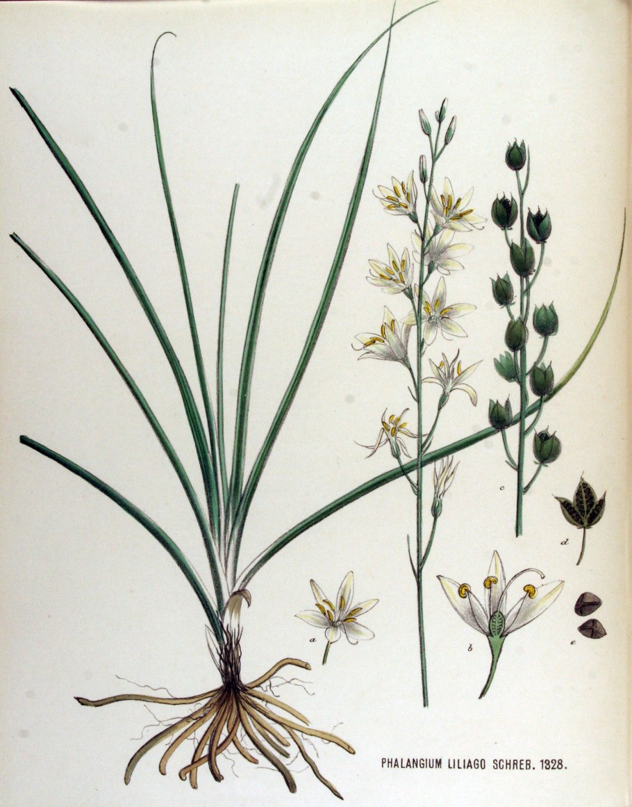 Ornithogalum umbellatum