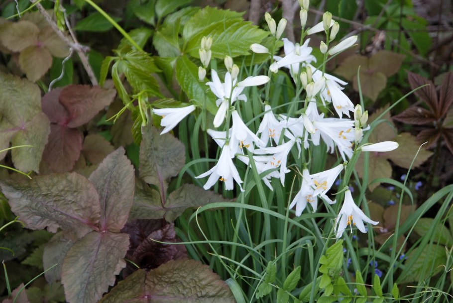 Парадизея лилиецветная