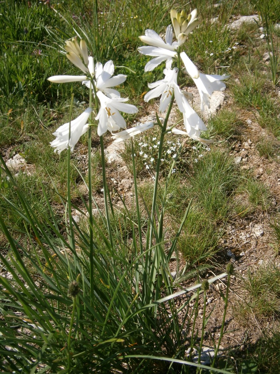 Трава Подмосковья с чесночным запахом и белыми цветами