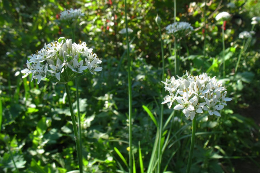 Лук душистый (allium odorum)