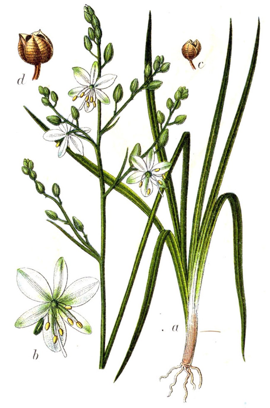 Ornithogalum umbellatum