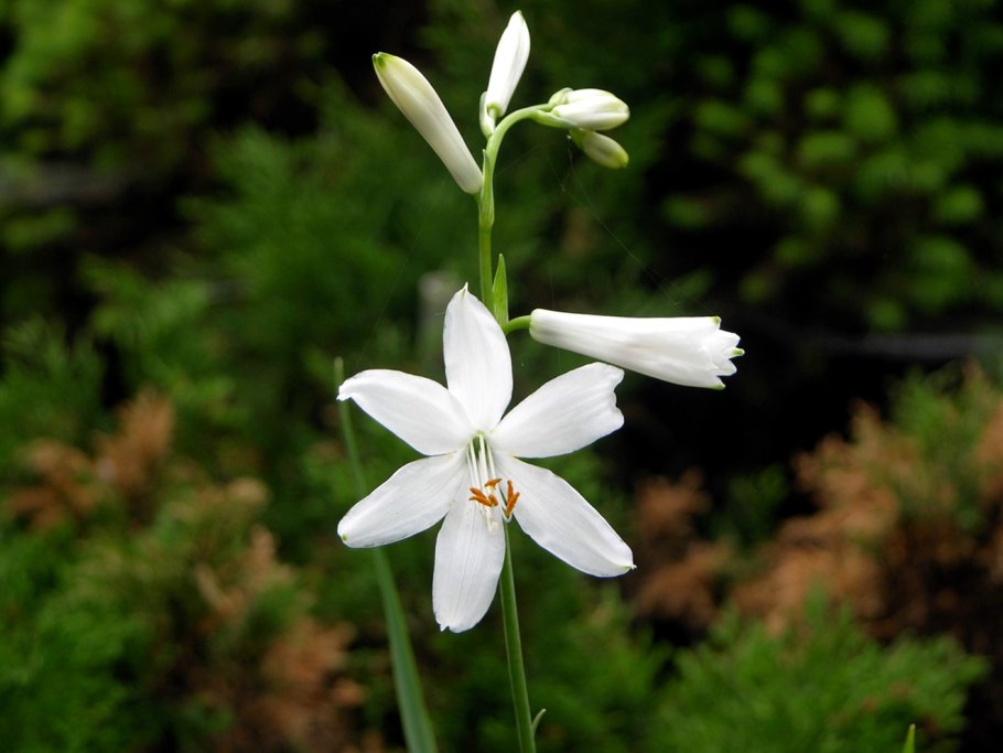 Paradisea liliastrum