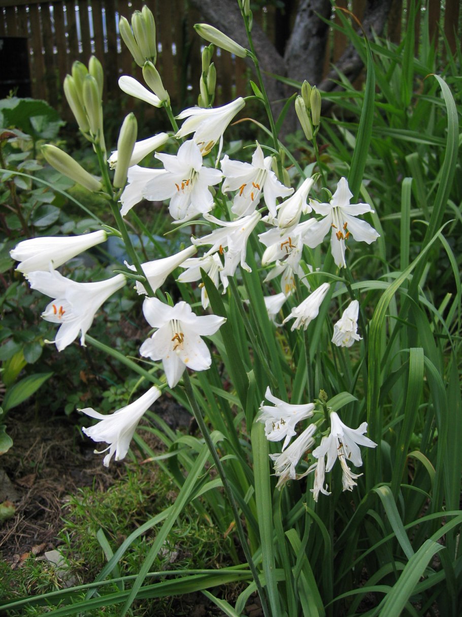 Lilium formosanum