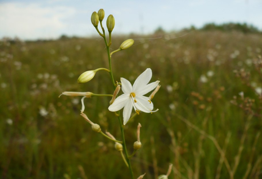 Anthericum ramosum