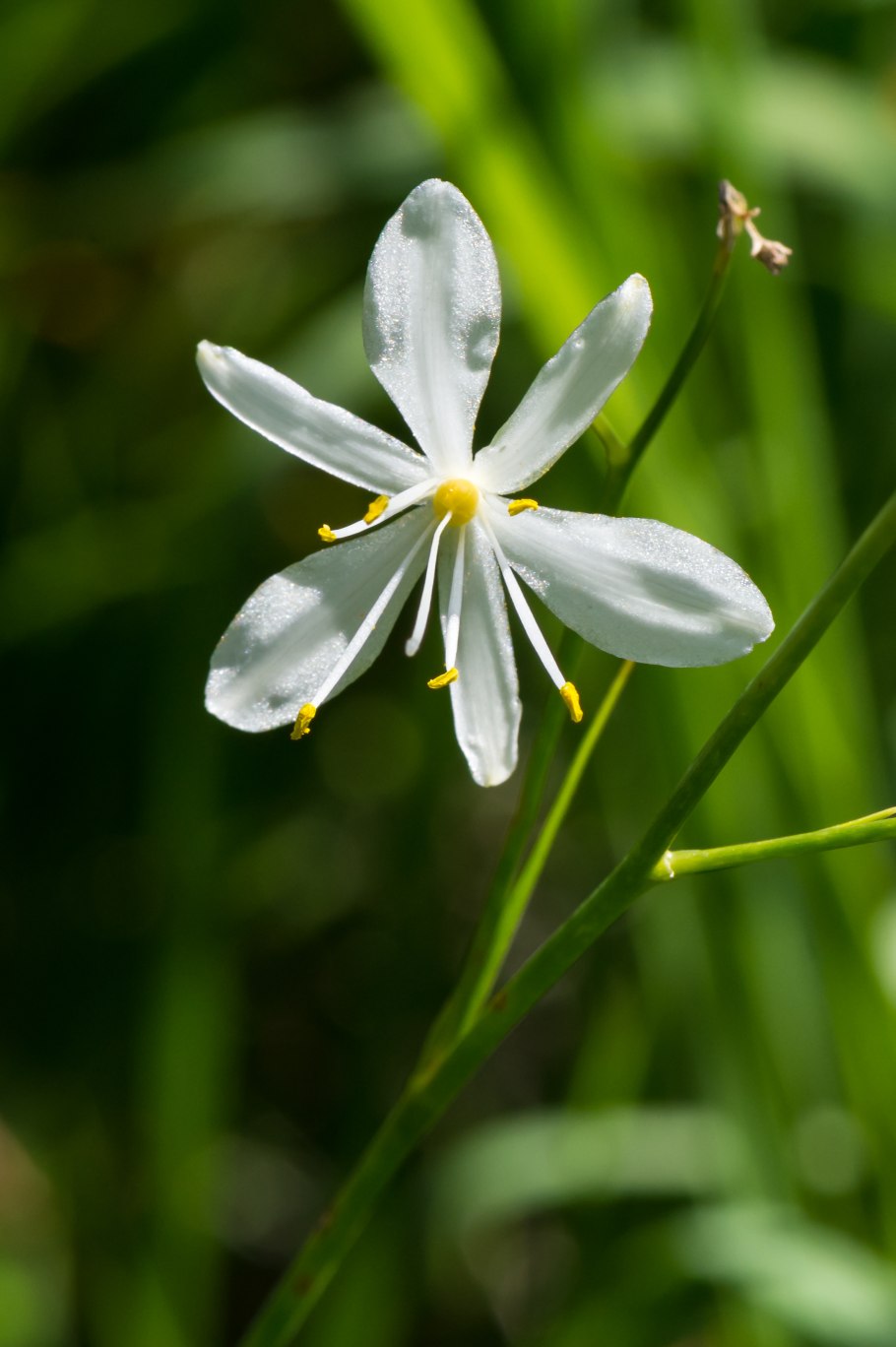 Венечник ветвистый красная книга калининградской области