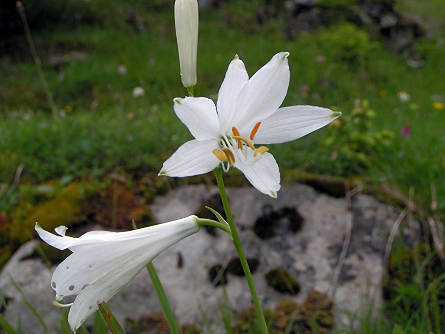 Венечник ветвистый рисунок