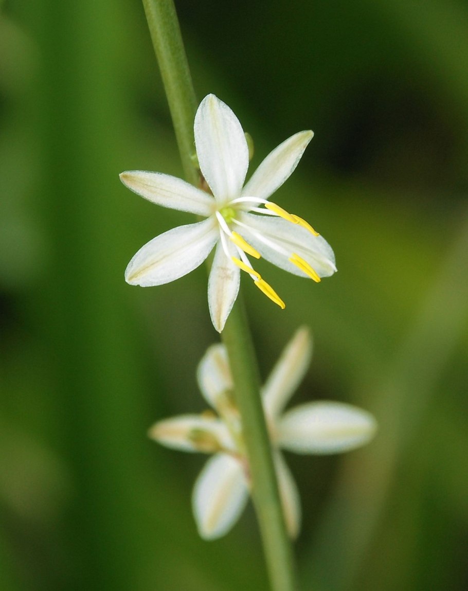 Chlorophytum tuberosum