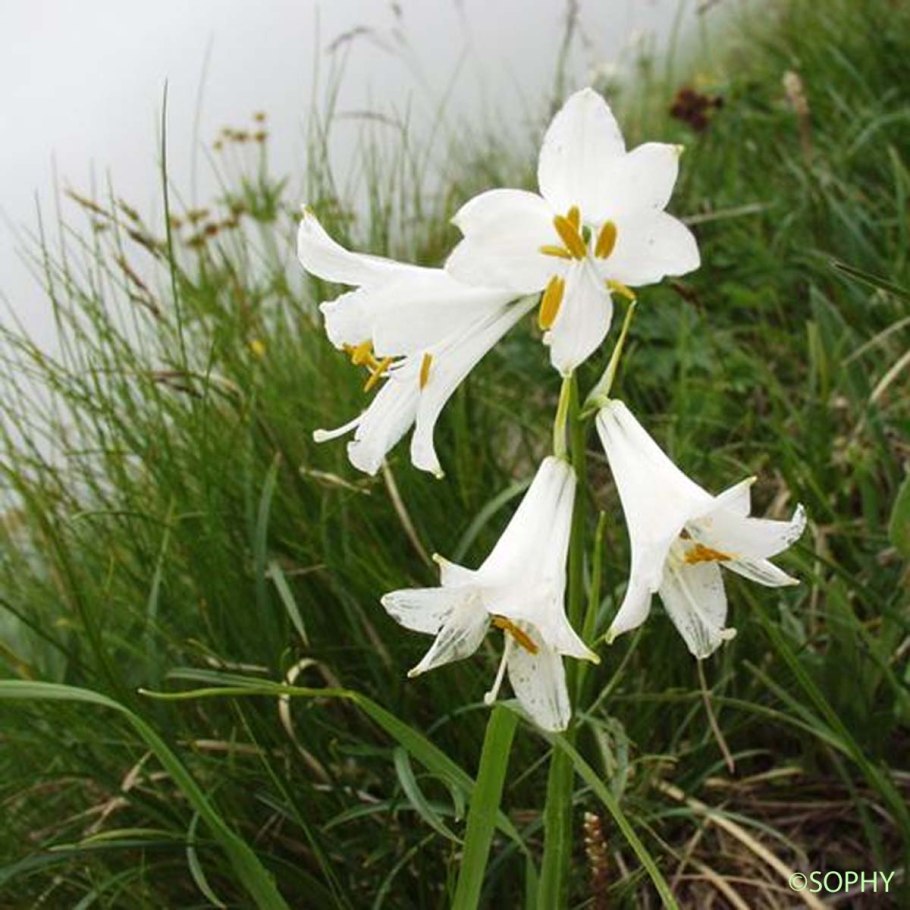 Paradisea liliastrum