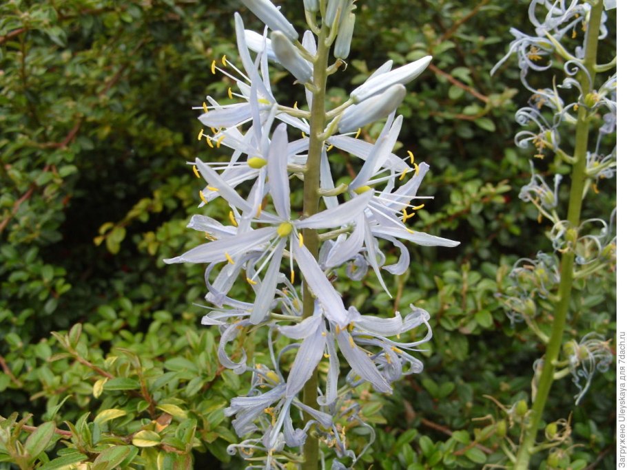 Paradisea liliastrum