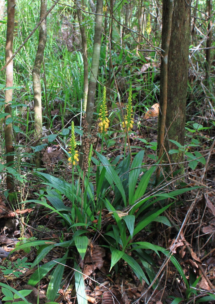 Bulbophyllum wallichii