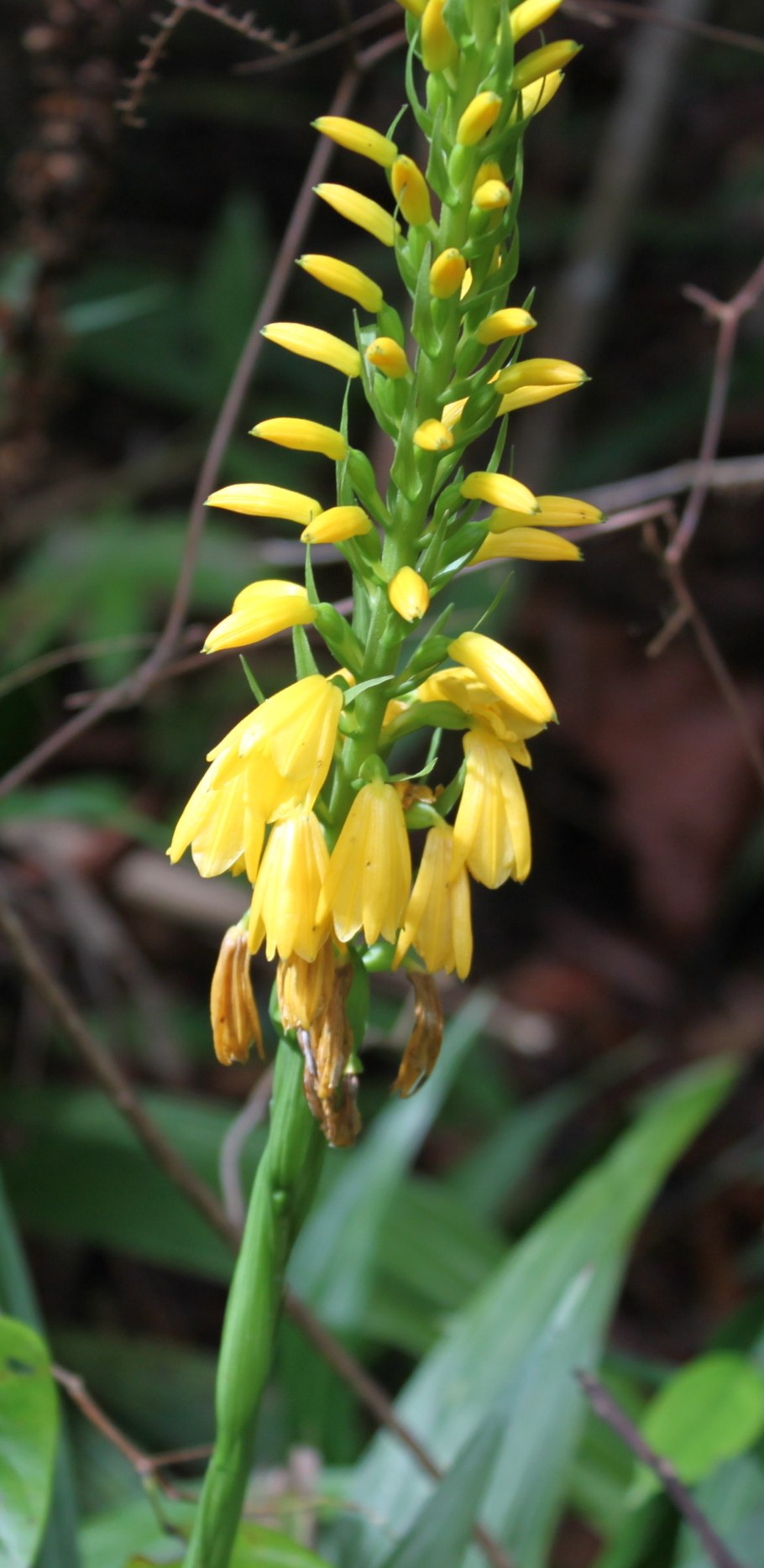 Neuwiedia veratrifolia