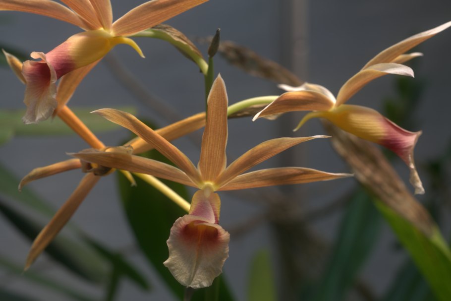 Neuwiedia griffithii