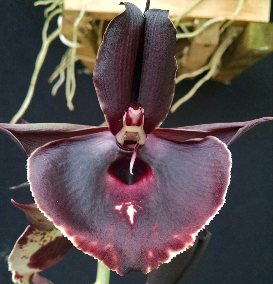 Фаленопсис Sangria