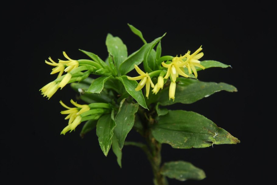 Целогина гребенчатая