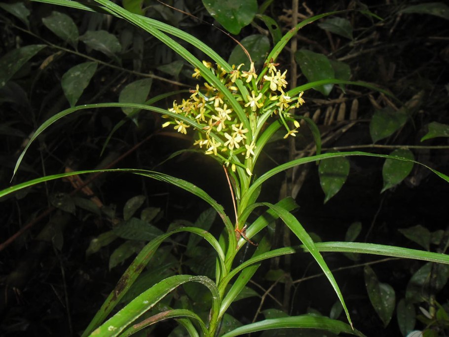 Апостасиевые орхидеи