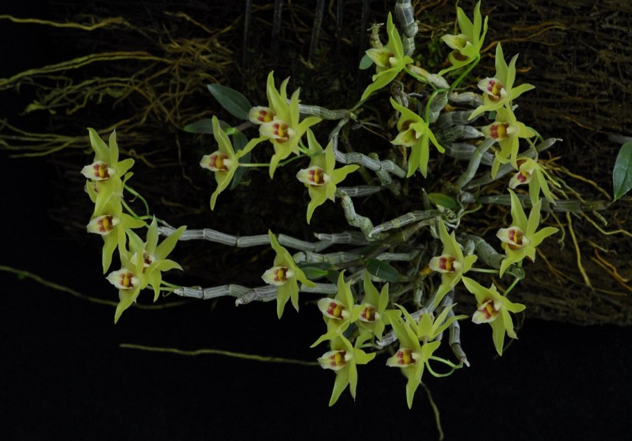 Dendrobium catenatum