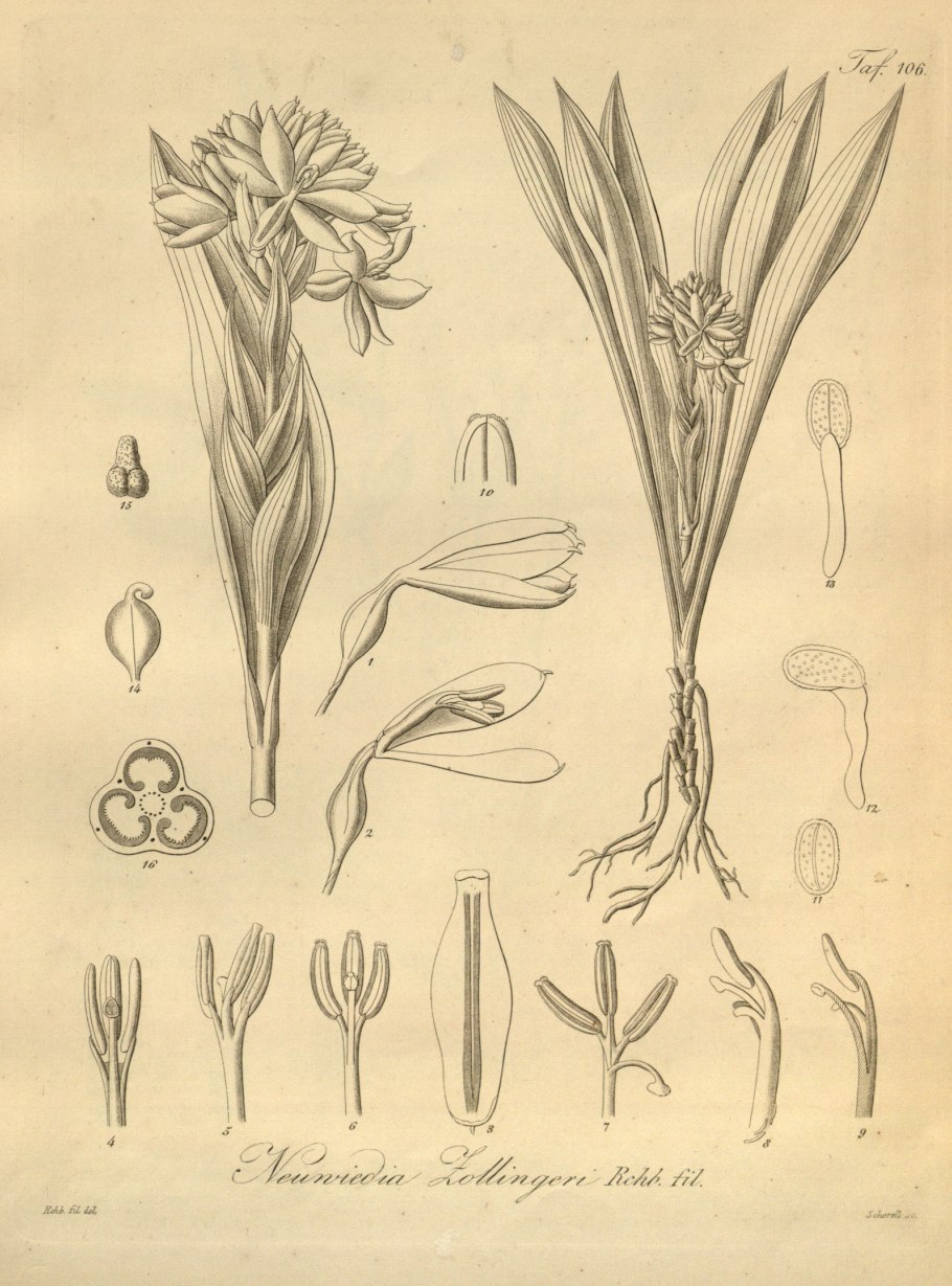 Орхидея неувидия