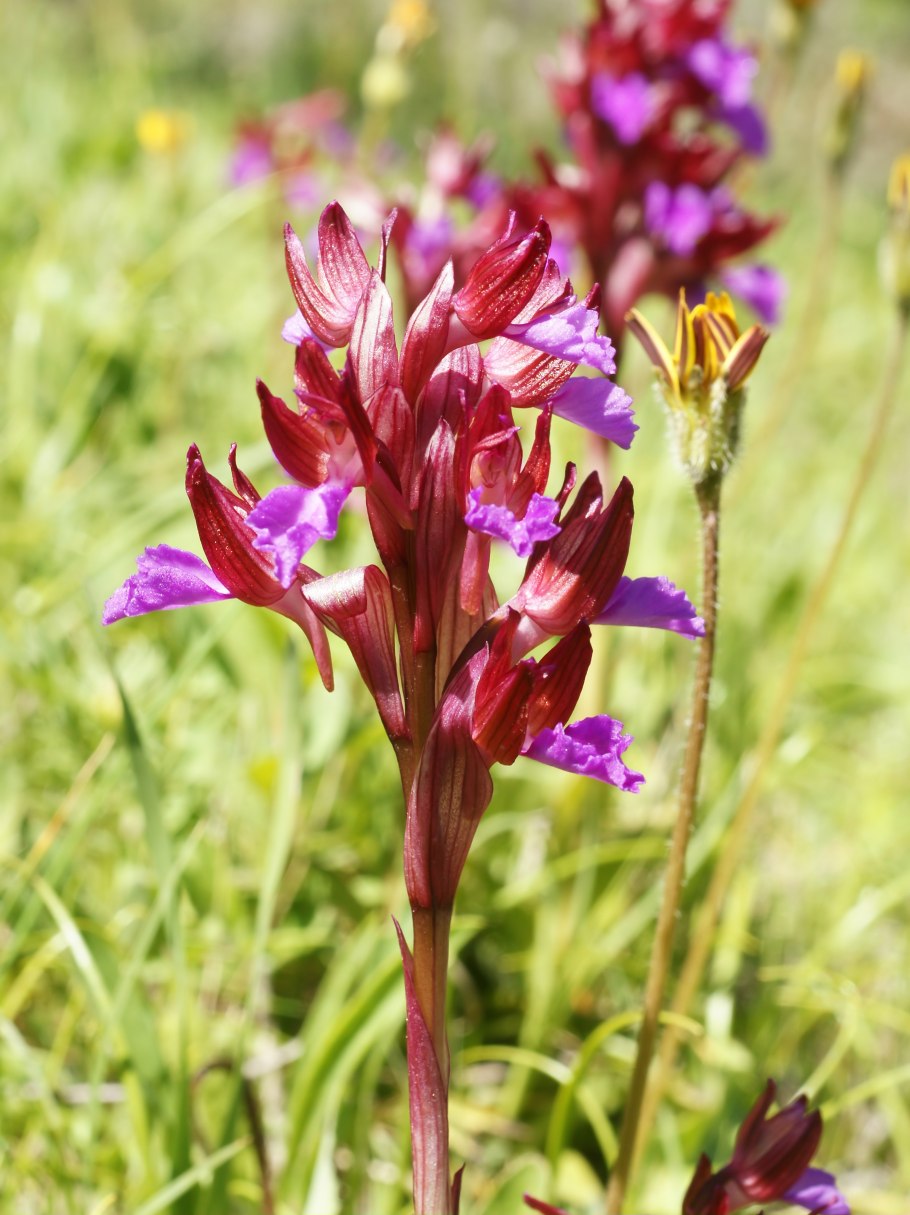 Anacamptis papilionacea