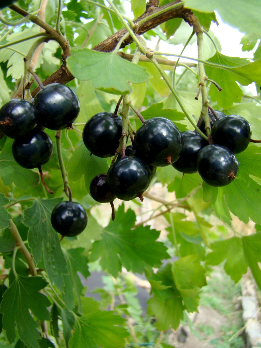 Смородина золотистая Ермак