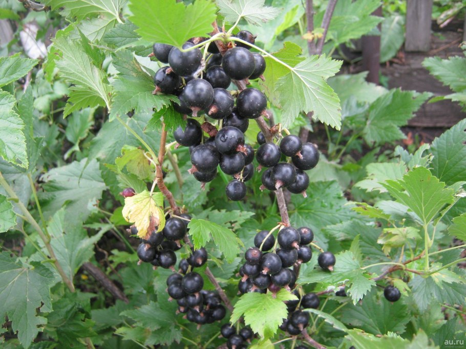 Разновидность смородины