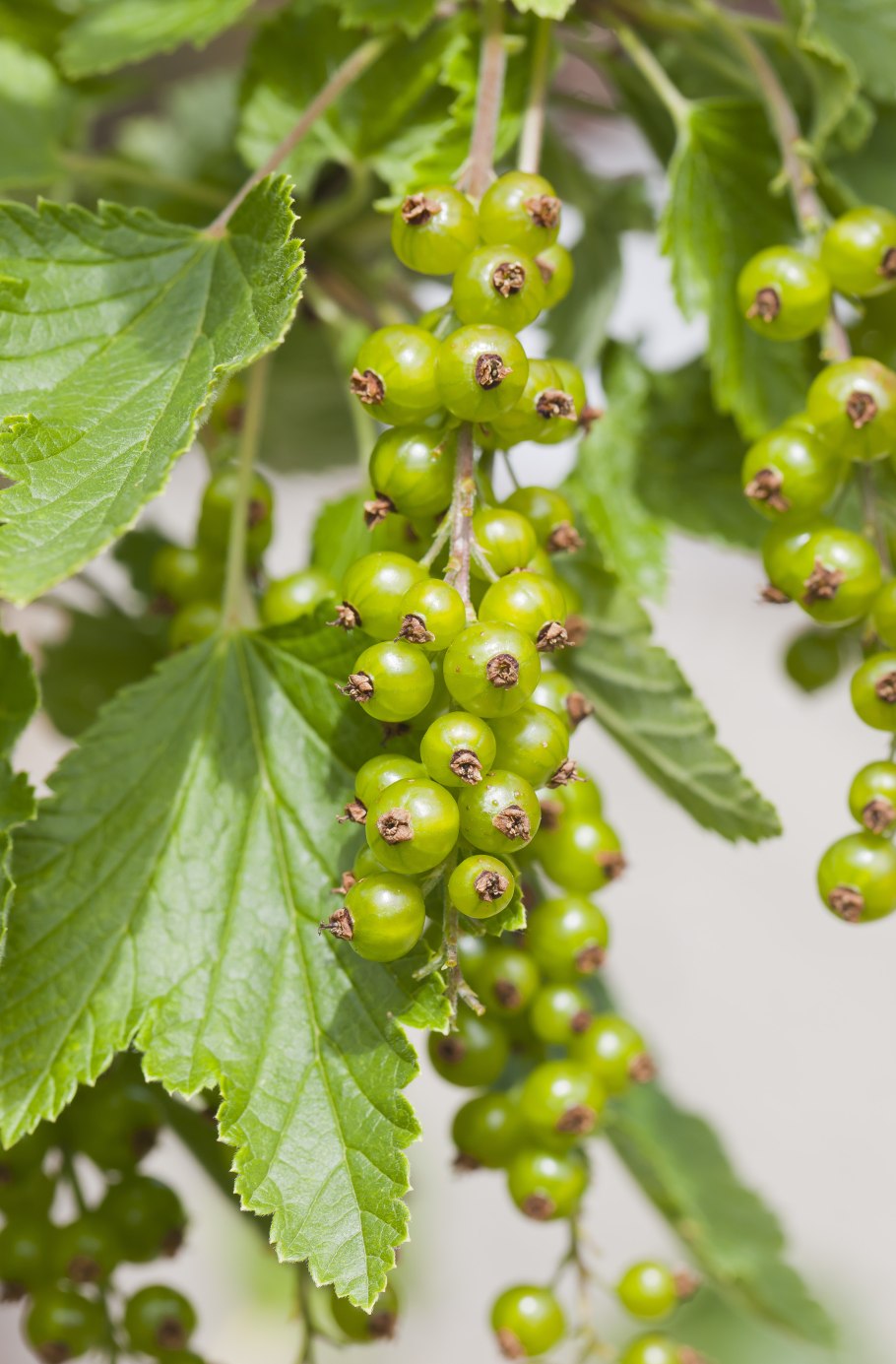 Смородина Барбарисовая