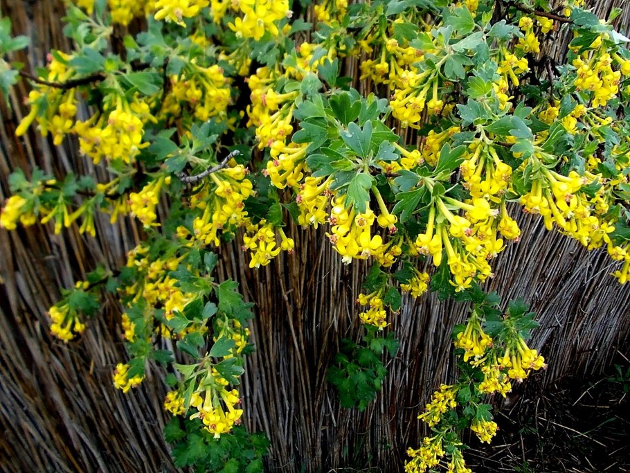 Лесная красная смородина