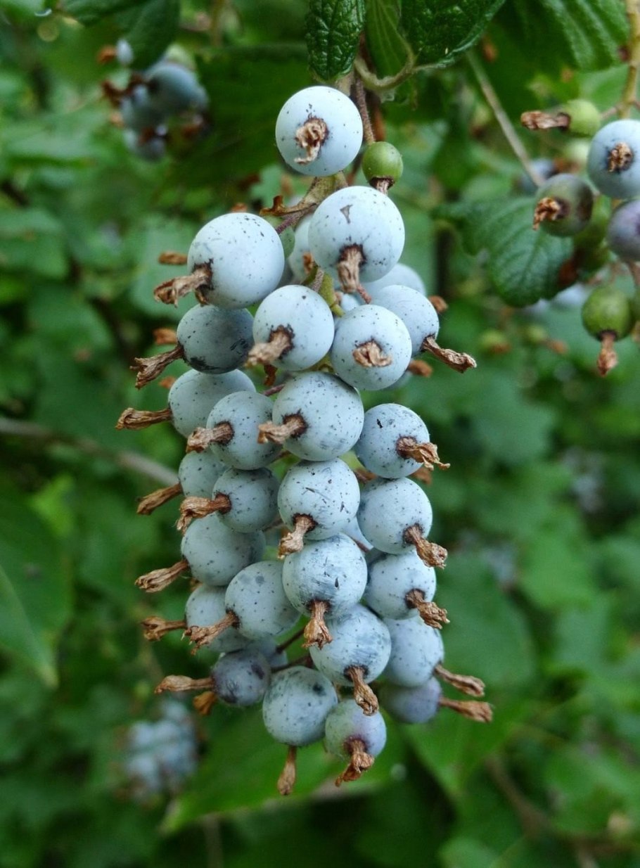 Смородина золотистая Ермак