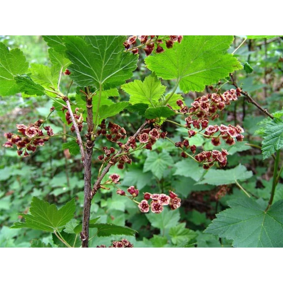 Смородина Селеченская