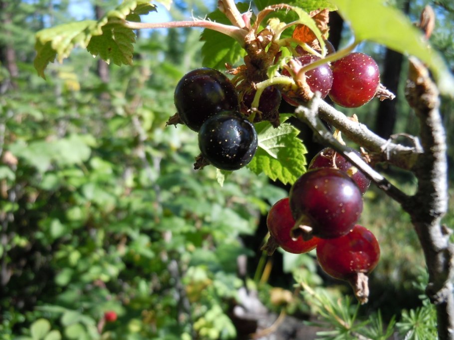 Йошта Йохини