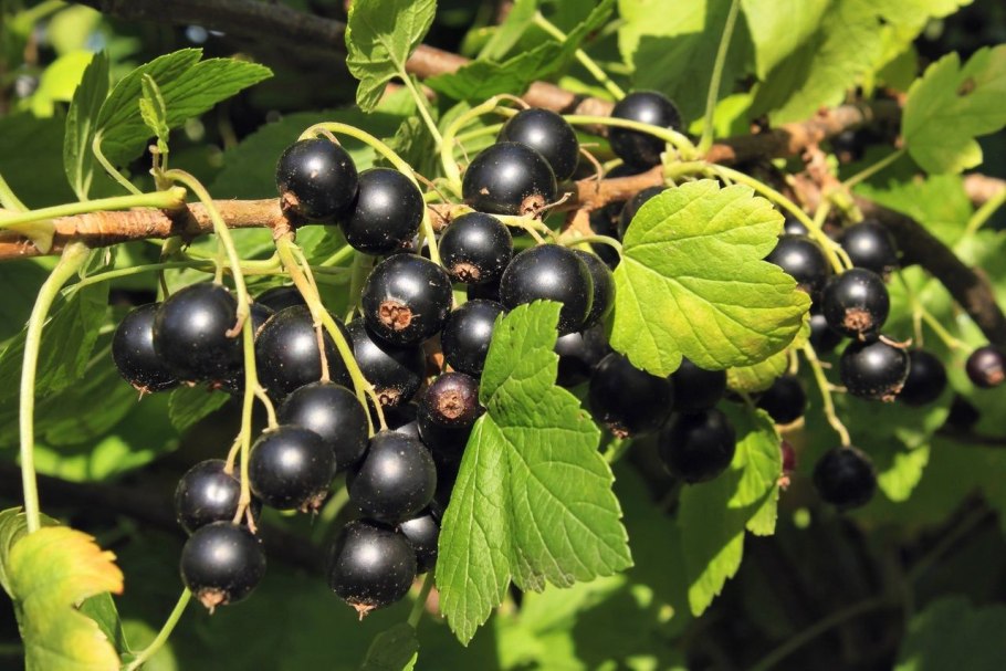 Смородина ribes nigrum