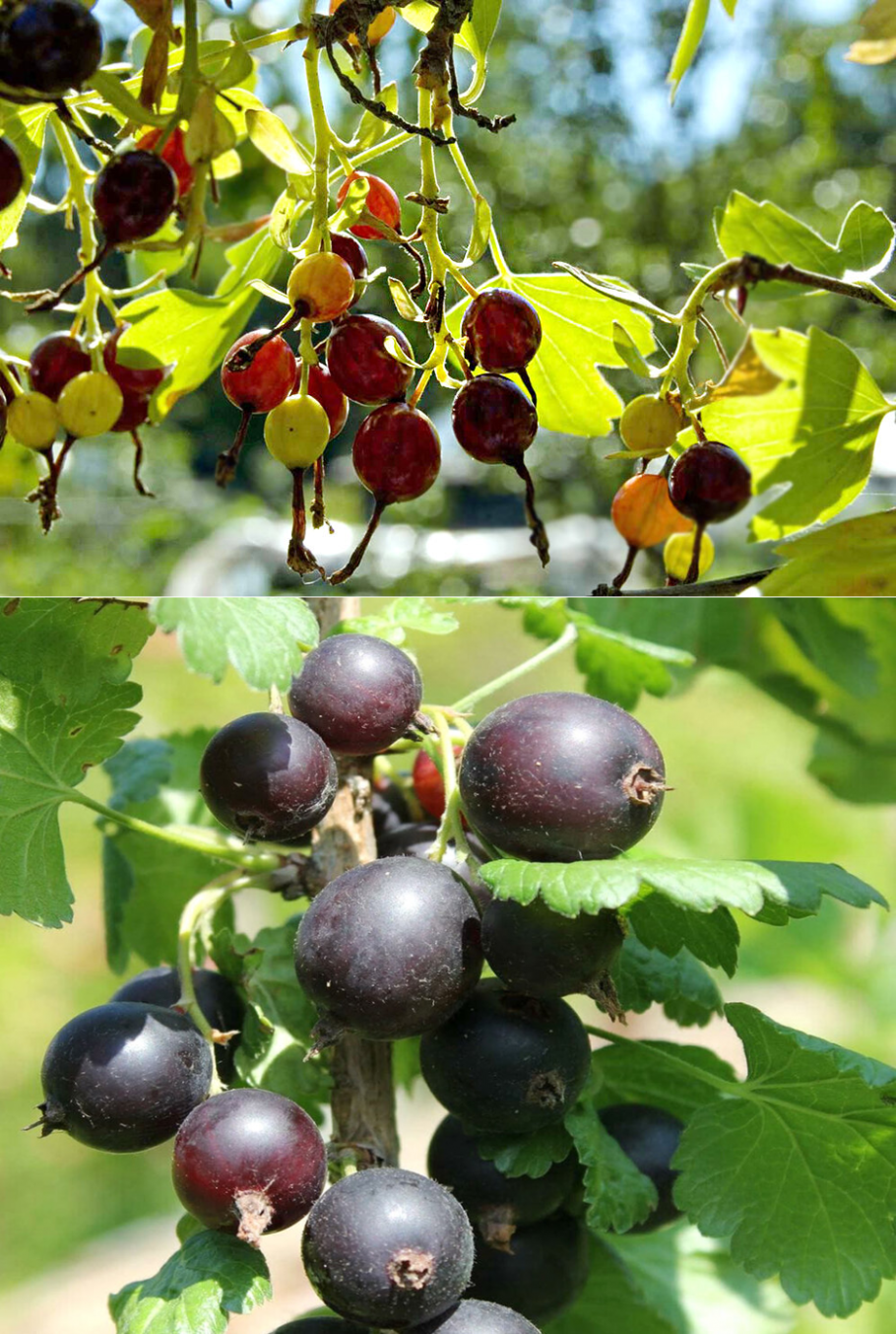 Смородина репис