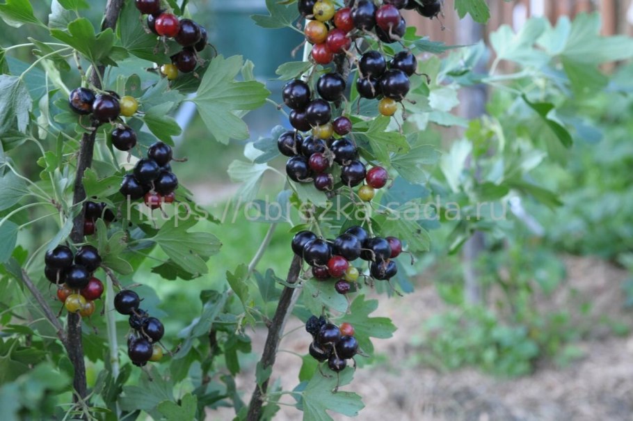 Ribes rubrum 'Blanca'