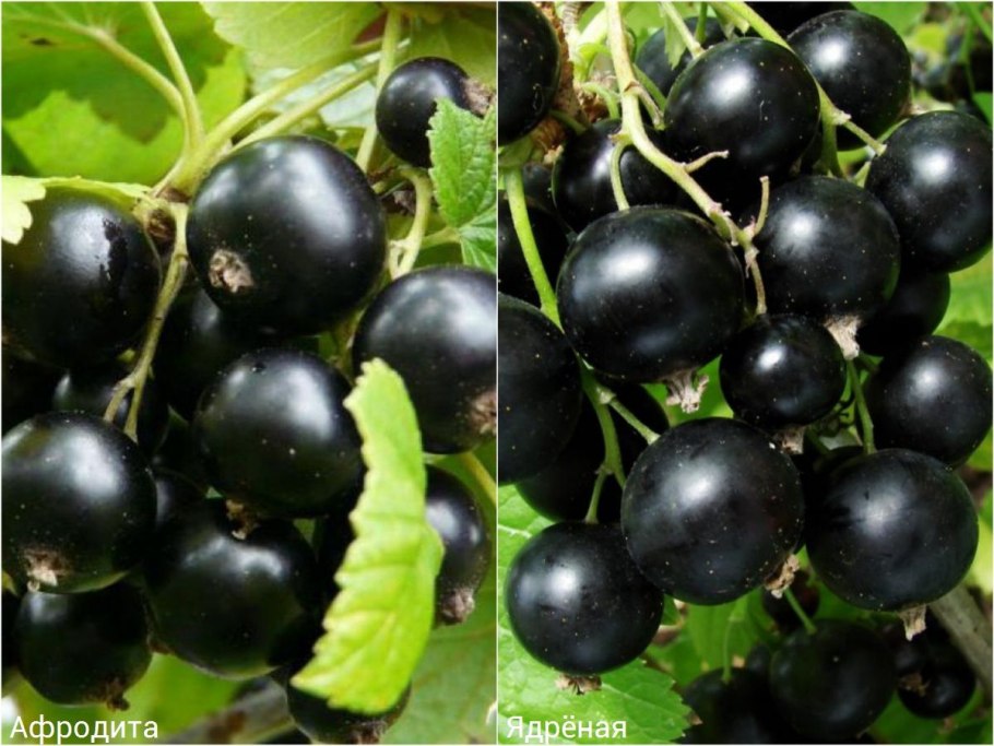 Смородина черная