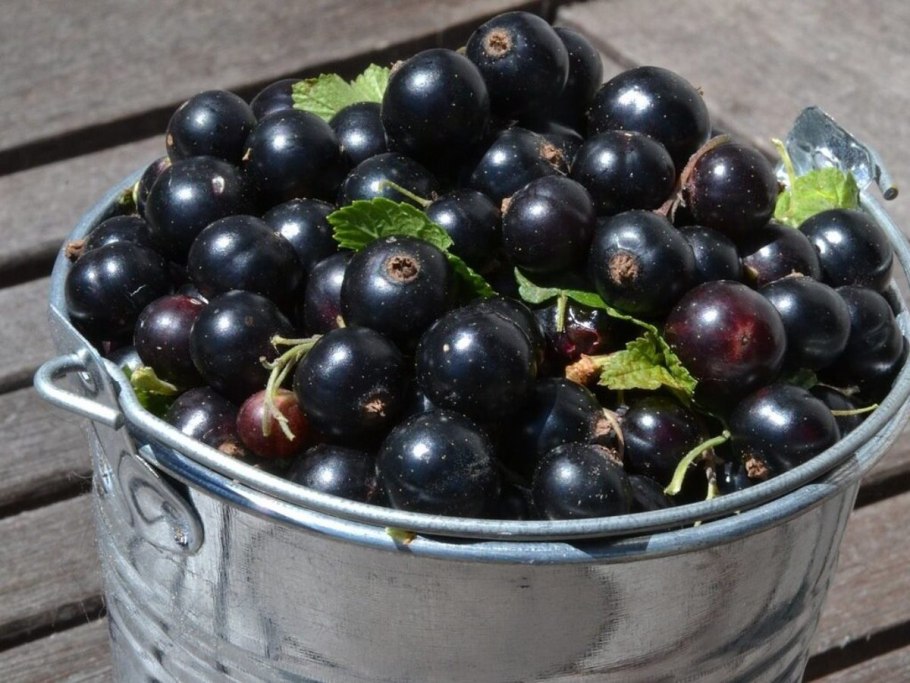 Репис Дикая смородина