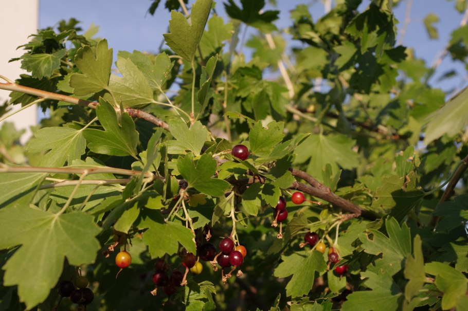 Смородина золотистая кишмишная