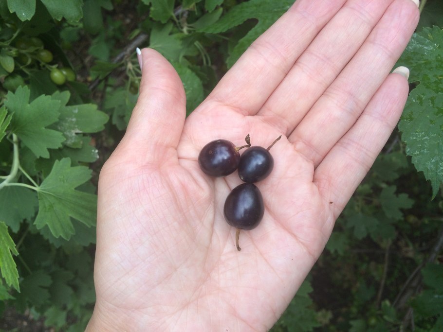 Репис Дикая смородина