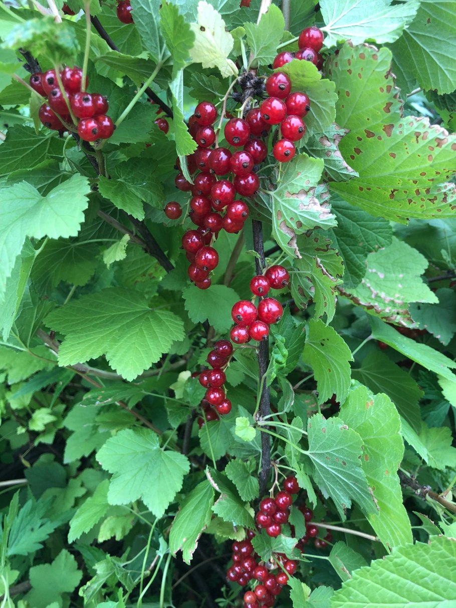 Смородина чёрная Ариадна