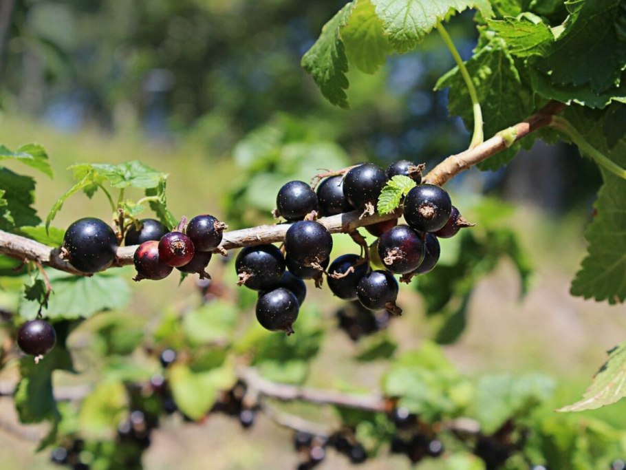 Смородина черная – ribes nigrum