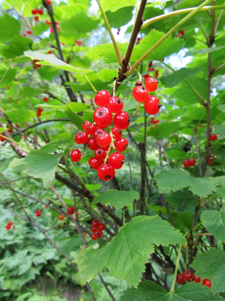 Смородина золотистая Мускат