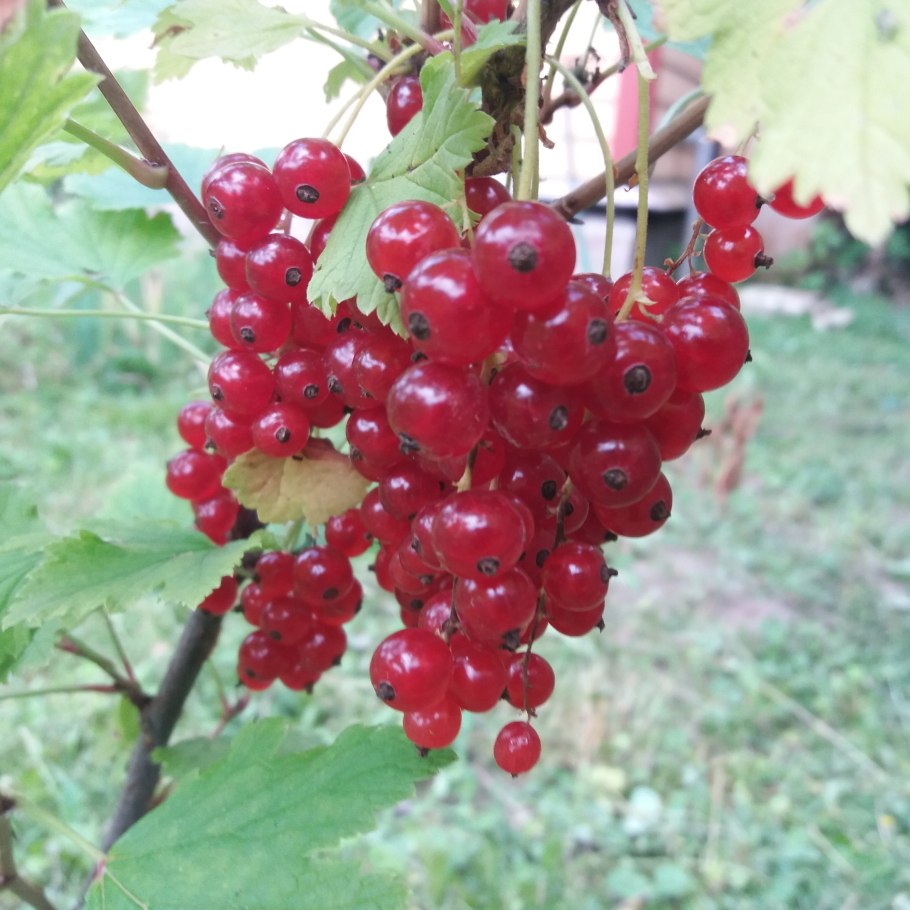 Смородина дикуша