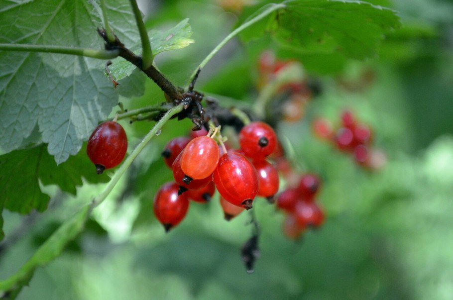 Смородина репис